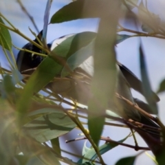 Melithreptus affinis (Black-headed Honeyeater) at Maria Island National Park - 27 Aug 2022 by KorinneM