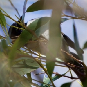 Melithreptus affinis at Triabunna, TAS - 27 Aug 2022 01:49 PM