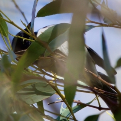 Melithreptus affinis (Black-headed Honeyeater) at Maria Island National Park - 27 Aug 2022 by KorinneM