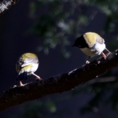 Melithreptus affinis at Triabunna, TAS - 27 Aug 2022 01:49 PM