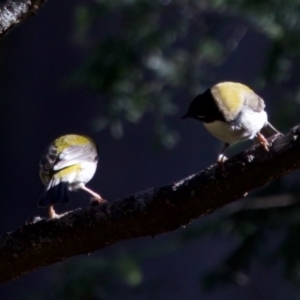 Melithreptus affinis at Triabunna, TAS - 27 Aug 2022 01:49 PM