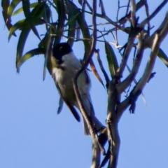 Melithreptus affinis at Triabunna, TAS - 27 Aug 2022 01:49 PM