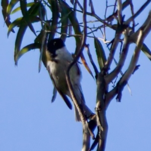 Melithreptus affinis at Triabunna, TAS - 27 Aug 2022 01:49 PM