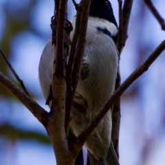 Melithreptus affinis at Triabunna, TAS - 27 Aug 2022 01:49 PM