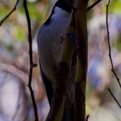 Melithreptus affinis at Triabunna, TAS - 27 Aug 2022 01:49 PM