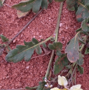 Goodenia cycloptera at Mutawintji, NSW - 27 Aug 2022