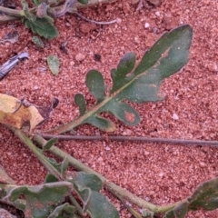 Goodenia cycloptera at Mutawintji, NSW - 27 Aug 2022