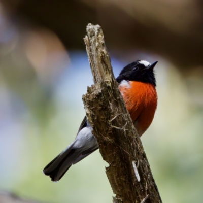 Petroica boodang (Scarlet Robin) at Triabunna, TAS - 27 Aug 2022 by KorinneM