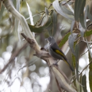 Phylidonyris pyrrhopterus at Triabunna, TAS - 5 Sep 2022 04:07 PM