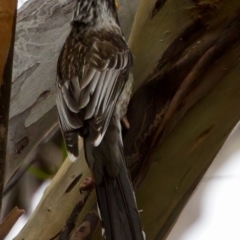 Anthochaera paradoxa (Yellow Wattlebird) at Maria Island National Park - 27 Aug 2022 by KorinneM