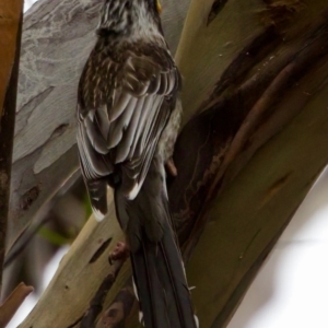 Anthochaera paradoxa at Triabunna, TAS - 27 Aug 2022