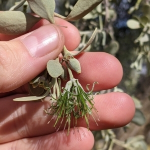 Amyema maidenii subsp. maidenii at Mutawintji, NSW - 27 Aug 2022