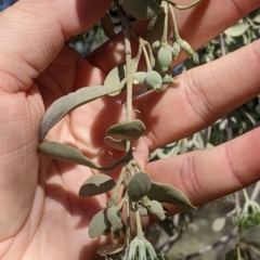 Amyema maidenii subsp. maidenii at Mutawintji, NSW - 27 Aug 2022