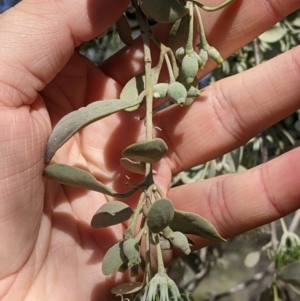 Amyema maidenii subsp. maidenii at Mutawintji, NSW - 27 Aug 2022