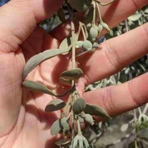 Amyema maidenii subsp. maidenii at Mutawintji, NSW - 27 Aug 2022 03:14 PM