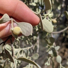 Amyema maidenii subsp. maidenii at Mutawintji, NSW - 27 Aug 2022 03:14 PM