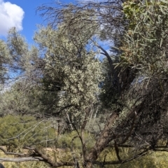 Amyema maidenii subsp. maidenii at Mutawintji, NSW - 27 Aug 2022