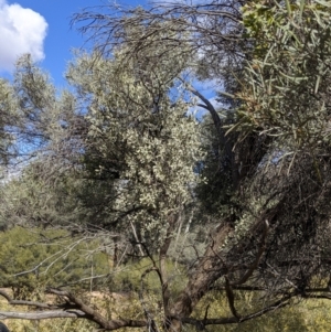 Amyema maidenii subsp. maidenii at Mutawintji, NSW - 27 Aug 2022 03:14 PM