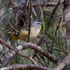 Pardalotus punctatus (Spotted Pardalote) at Maria Island National Park - 27 Aug 2022 by KorinneM