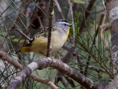 Pardalotus punctatus (Spotted Pardalote) at Triabunna, TAS - 27 Aug 2022 by KorinneM