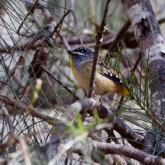 Pardalotus punctatus at Triabunna, TAS - 27 Aug 2022