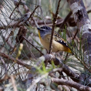 Pardalotus punctatus at Triabunna, TAS - 27 Aug 2022