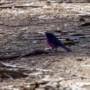 Petroica rodinogaster at Triabunna, TAS - 27 Aug 2022