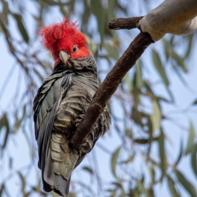 Callocephalon fimbriatum (Gang-gang Cockatoo) at Hackett, ACT - 2 Sep 2022 by Boagshoags