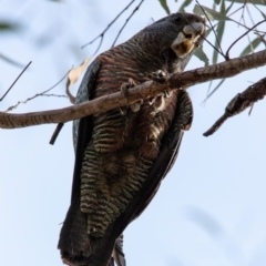 Callocephalon fimbriatum at Hackett, ACT - 3 Sep 2022