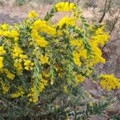 Acacia vestita (Hairy Wattle) at Isaacs, ACT - 5 Sep 2022 by Mike