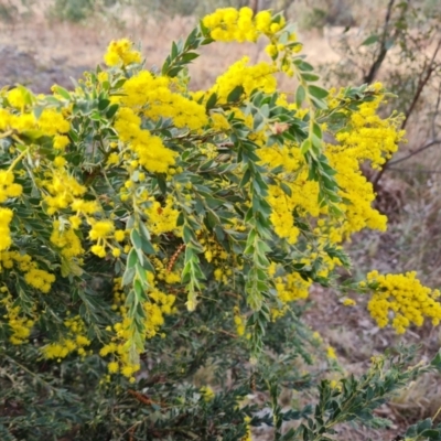 Acacia vestita (Hairy Wattle) at Isaacs Ridge and Nearby - 5 Sep 2022 by Mike