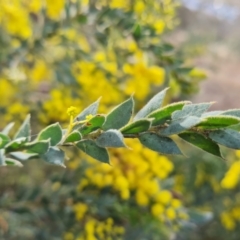 Acacia vestita at Isaacs, ACT - 5 Sep 2022 04:12 PM