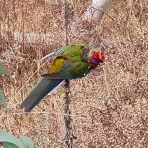 Platycercus elegans at Isaacs, ACT - 5 Sep 2022 04:09 PM