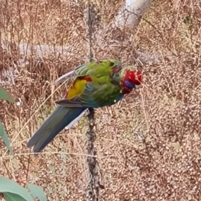 Platycercus elegans (Crimson Rosella) at Isaacs Ridge and Nearby - 5 Sep 2022 by Mike