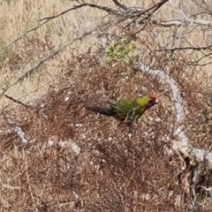 Platycercus elegans at Isaacs, ACT - 5 Sep 2022 04:09 PM