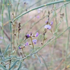 Glycine clandestina (Twining Glycine) at Isaacs, ACT - 5 Sep 2022 by Mike