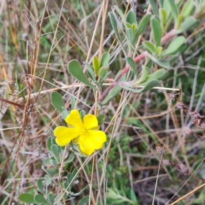 Hibbertia obtusifolia (Grey Guinea-flower) at Isaacs Ridge - 5 Sep 2022 by Mike