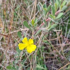 Hibbertia obtusifolia (Grey Guinea-flower) at Isaacs, ACT - 5 Sep 2022 by Mike