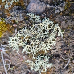 Parmeliaceae (family) (A lichen family) at Isaacs Ridge and Nearby - 5 Sep 2022 by Mike