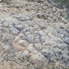 Unverified Fossil / Geological Feature at Isaacs, ACT - 5 Sep 2022 by Mike