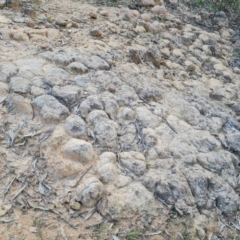 Unidentified Fossil / Geological Feature at Isaacs Ridge and Nearby - 5 Sep 2022 by Mike