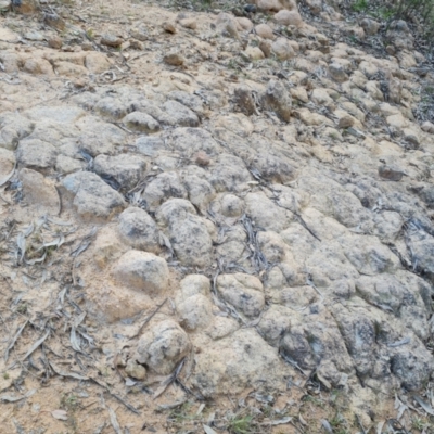 Unidentified Fossil / Geological Feature at Isaacs Ridge - 5 Sep 2022 by Mike