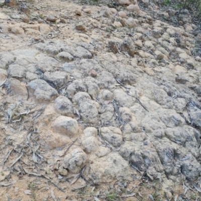 Unidentified Fossil / Geological Feature at Isaacs, ACT - 5 Sep 2022 by Mike