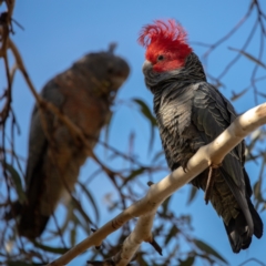 Callocephalon fimbriatum (Gang-gang Cockatoo) at Namadgi National Park - 4 Sep 2022 by Boagshoags