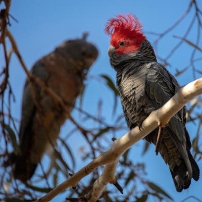 Callocephalon fimbriatum (Gang-gang Cockatoo) at Namadgi National Park - 4 Sep 2022 by Boagshoags