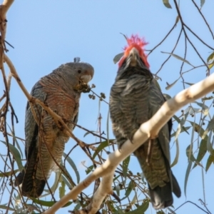 Callocephalon fimbriatum at Paddys River, ACT - suppressed