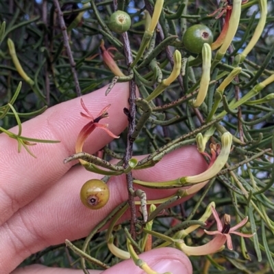 Lysiana murrayi (Mulga Mistletoe) at Mutawintji National Park - 27 Aug 2022 by Darcy