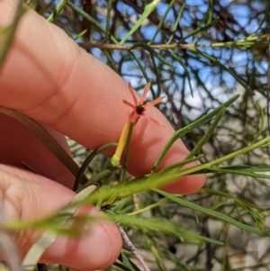 Lysiana murrayi at Mutawintji, NSW - 27 Aug 2022 03:17 PM