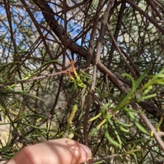 Lysiana murrayi at Mutawintji, NSW - 27 Aug 2022 03:17 PM