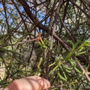 Lysiana murrayi at Mutawintji, NSW - 27 Aug 2022 03:17 PM